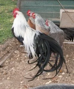 Silver Duckwing Phoenix